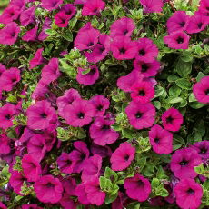 Petunia zwisająca, Surfinia purpurowofioletowa Rubina
