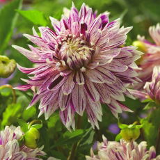 Dalia - Avignon - kwiaty XL