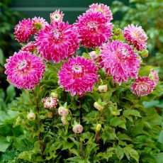 Dalia - Vancouver - ogromne kwiaty!