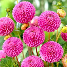 Dalia - Franz Kafka - pomponowa