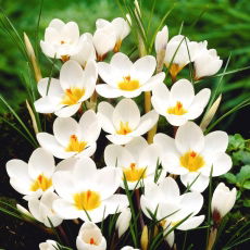 Krokus Ard Schenk - 10 szt.