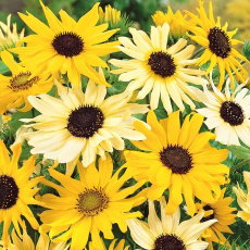 Słonecznik ogórkolistny - mieszanka