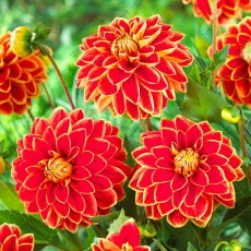 Dalia - Maxime