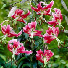 Lilia - Black Beauty