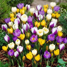 Krokus Botaniczny - mix - 10 szt.