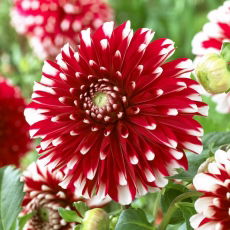 Dalia - Little Tiger