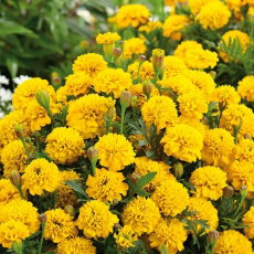 Aksamitka Gypsy Sunshine - rozpierzchła, niska