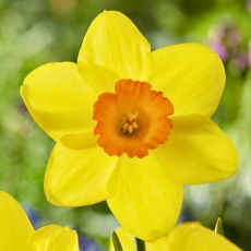 Narcyz Estremadura - 5 szt.