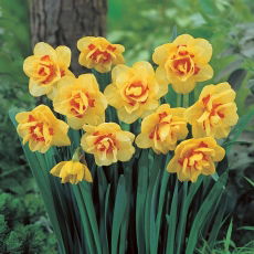 Narcyz Kiwi Sunset - 5 szt.