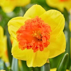 Narcyz Coral Crown - 5 szt.