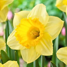 Narcyz Signor - 5 szt.