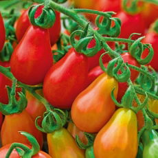 Pomidor Red Pear - mały owoc na gronie, koktajlowy