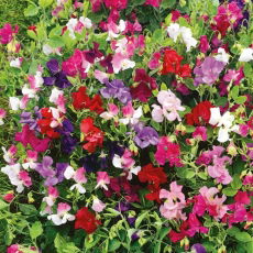 Groszek pachnący  Little Sweetheart