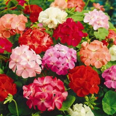 Pelargonia - mieszanka kolorów