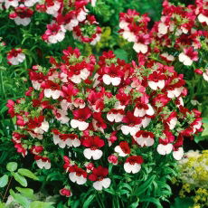 Nemezja powabna - St. George