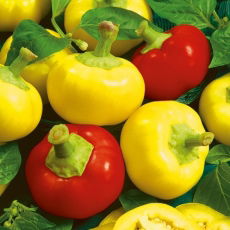 Papryka Alma Picante - typ Koral