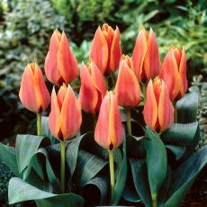 Tulipan Calypso - 5 szt.