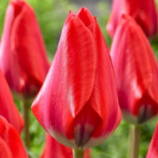 Tulipan Dirk - 5 szt.