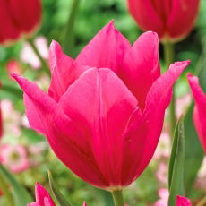 Tulipan Lilyrosa - 5 szt.
