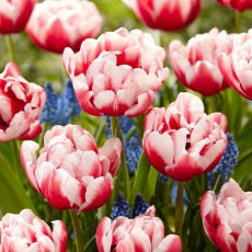 Tulipan Voicemail - 5 szt.
