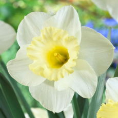 Narcyz Marquette - 5 szt.