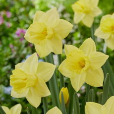 Narcyz Lemon Shake - 5 szt.