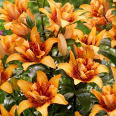 Lilia - Double Love - pełna