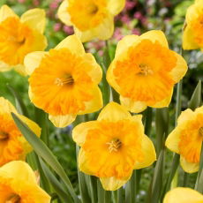 Narcyz Bright Corsage - 5 szt.