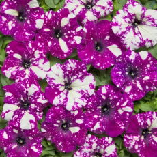 Petunia Dot Star F1 - Dark Violet