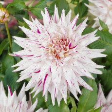 Dalia - Mick's Peppermint