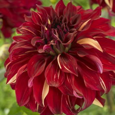 Dalia - Bohemian Spartacus