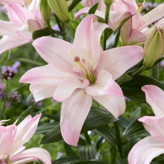 Lilia Bentley - pełna, delikatnie różowa