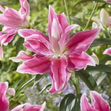 Lilia Lila Cloud - pełna, orientalna i pachnąca