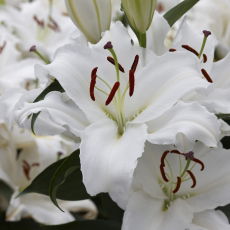 Lilia White Balloons - orientalna, pachnąca