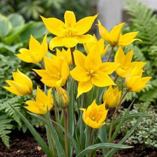 Tulipan Sylvestris - 5 szt.
