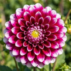 Dalia - Edinburgh