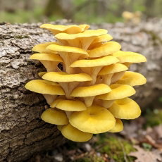 Boczniak cytrynowy