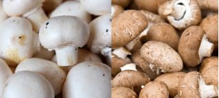 Pieczarka biała i brązowa do uprawy w domu i ogrodzie - 2 w 1 - 10 kg