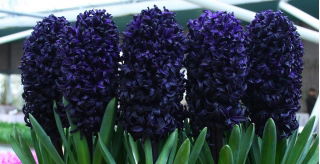 Hyacinth Dark Dimension - black - large package! - 10 pcs