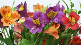 Alstremeria - Alstroemeria - duża paczka! - 10 szt.