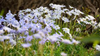 Ipheion - Ifejon - Uniflorum - 10 szt.