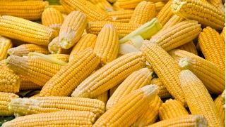 Kukurydza pękająca Dobosz - popcorn