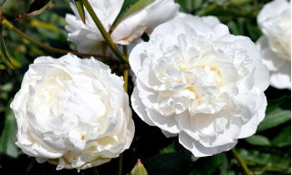 Piwonia, Paeonia - Snow Supreme - sadzonka