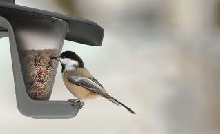 Karmnik dla ptaków z możliwością powieszenia na sznurku lub gałęzi - Birdyfeed Double - antracyt