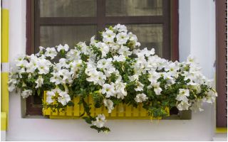 Petunia ogrodowa - Kaskada biała
