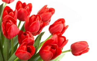 Tulipan czerwony - Red - 5 szt.