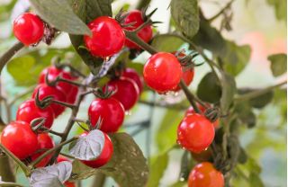 Mini ogród - Pomidor typu cherry - czerwony - do uprawy na balkonach i tarasach