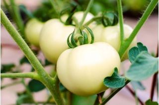 Pomidor White Beefsteak - biały