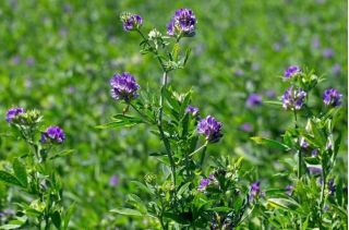 Lucerna siewna Gea - 1 kg