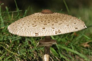 Zestaw grzybów pod dęby i buki + kania - 4 gatunki - grzybnia